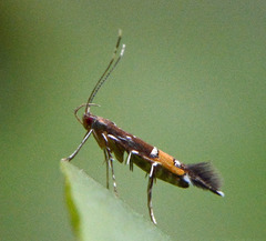 Cosmopterix pulchrimella