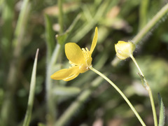 Ranunculus canus