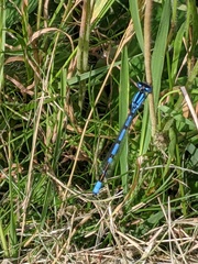 Enallagma cyathigerum