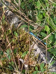 Enallagma cyathigerum