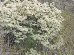 Eriogonum giganteum