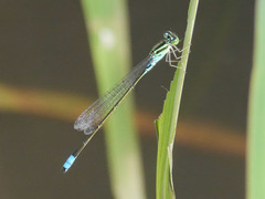 Pseudagrion nubicum