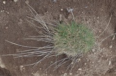 Agrostis blasdalei