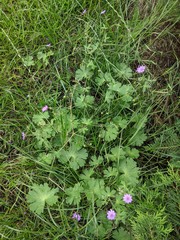 Geranium pyrenaicum