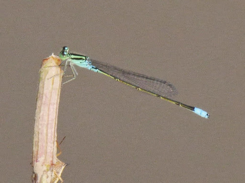 Bluetail Sprite
