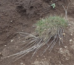Agrostis blasdalei