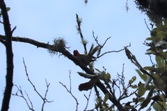Piranga erythrocephala