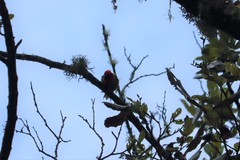 Piranga erythrocephala