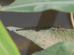Pseudagrion sjoestedti