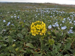 Erysimum menziesii