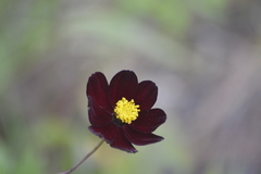 Dahlia coccinea
