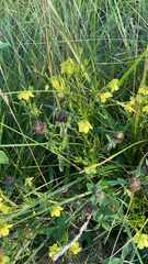 Lysimachia quadriflora
