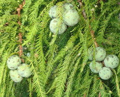 Taxodium distichum image