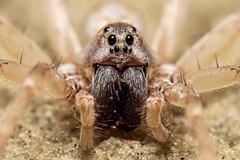 Allocosa brasiliensis