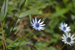 Eryngium heterophyllum
