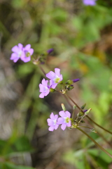 Oxalis decaphylla