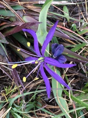 Camassia quamash quamash