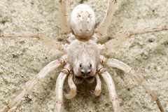 Allocosa brasiliensis