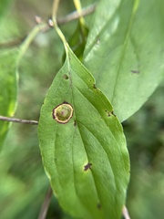 Parallelodiplosis subtruncata