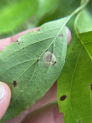 Parallelodiplosis subtruncata