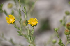 Grindelia oxylepis