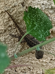 Sceloporus occidentalis