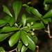 Psychotria - Photo (c) Pete Woodall,  זכויות יוצרים חלקיות (CC BY-NC), הועלה על ידי Pete Woodall