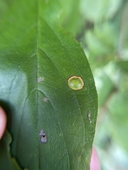 Parallelodiplosis subtruncata