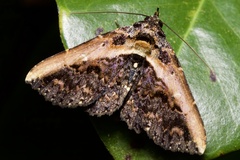 Ophiusini