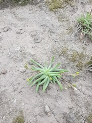 Phemeranthus napiformis