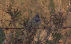 Anairetes flavirostris