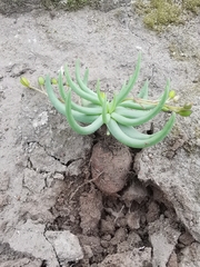 Phemeranthus napiformis