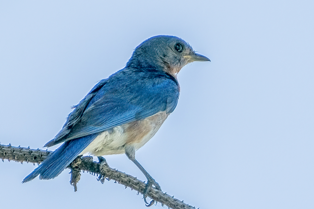 Eastern Bluebird from Chesterfield County, VA, USA on July 13, 2021 at ...