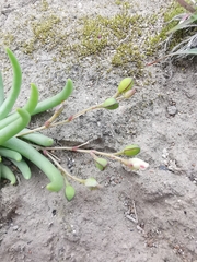 Phemeranthus napiformis