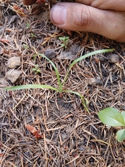 Festuca occidentalis