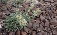 Oreocarya flavoculata