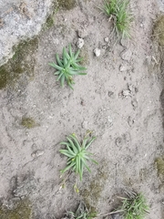 Phemeranthus napiformis