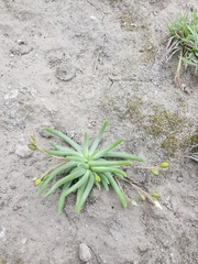 Phemeranthus napiformis