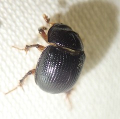Odonteus armiger
