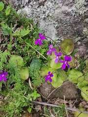 Pinguicula macrophylla