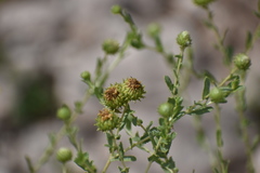 Grindelia oxylepis
