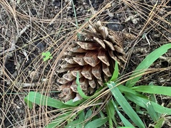 Pinus oocarpa