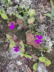 Pinguicula macrophylla