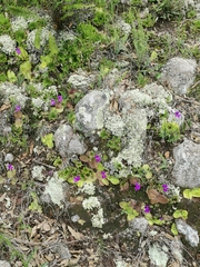 Pinguicula macrophylla