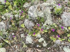 Pinguicula macrophylla