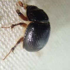 Odonteus armiger