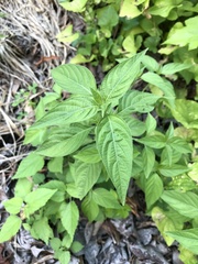 Dicliptera brachiata