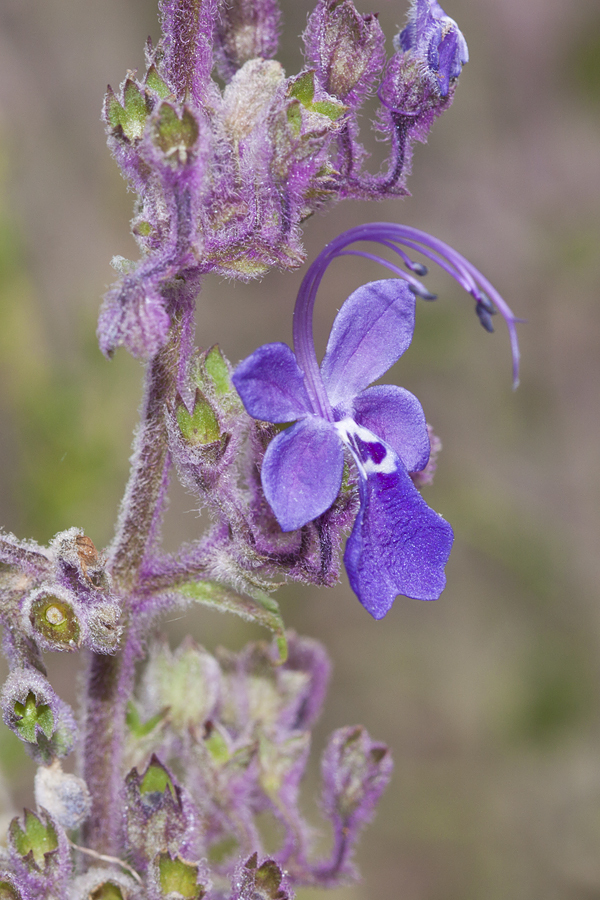 Trichostema parishii