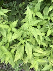 Dicliptera brachiata