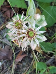 Sempervivum tectorum